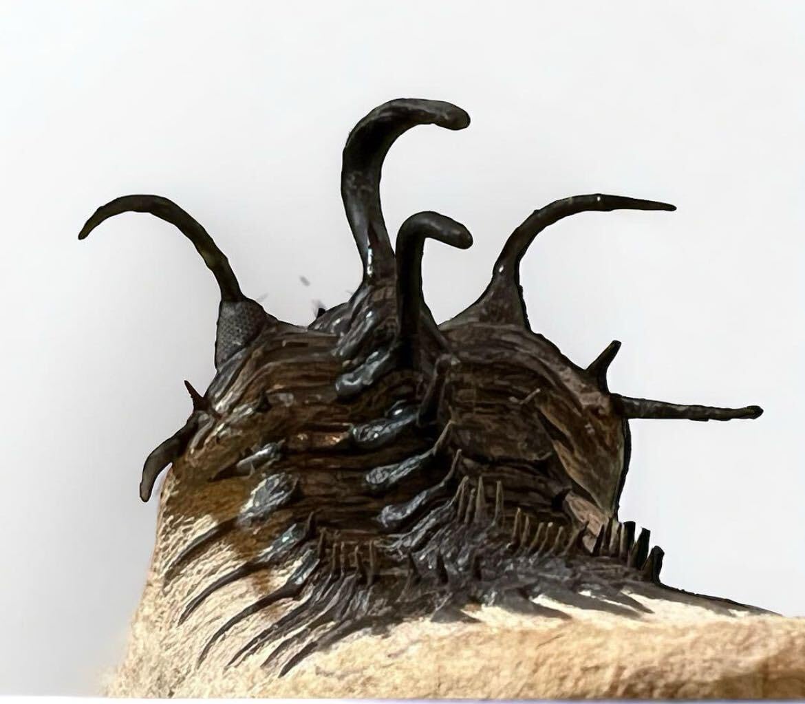 Amazon | WalliseropsLindoeiモロッコの三葉虫化石 303 | 化石・発掘