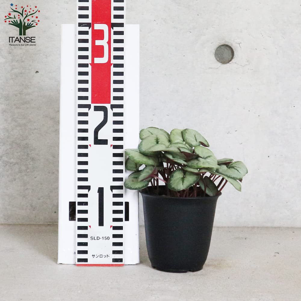 【シルバープリンス コウム 原種シクラメン】シルバーリース寄植え 000000009513_ehgtVjq.jpg