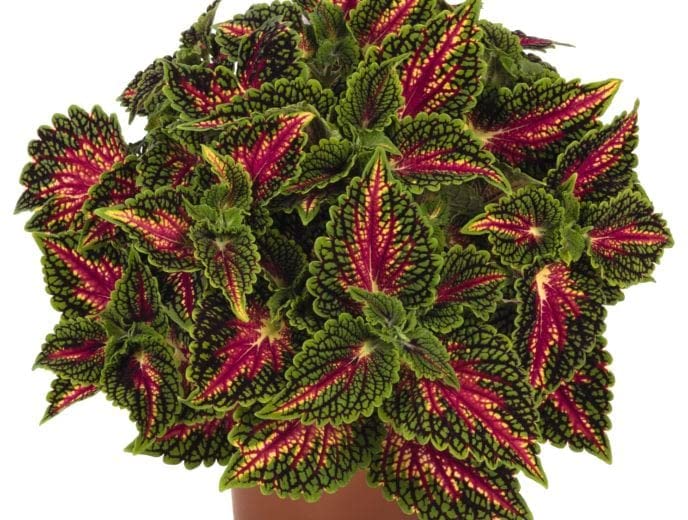 Cretona Natural Planta Conocida como la Bella Exótica por sus Coloridas Hojas