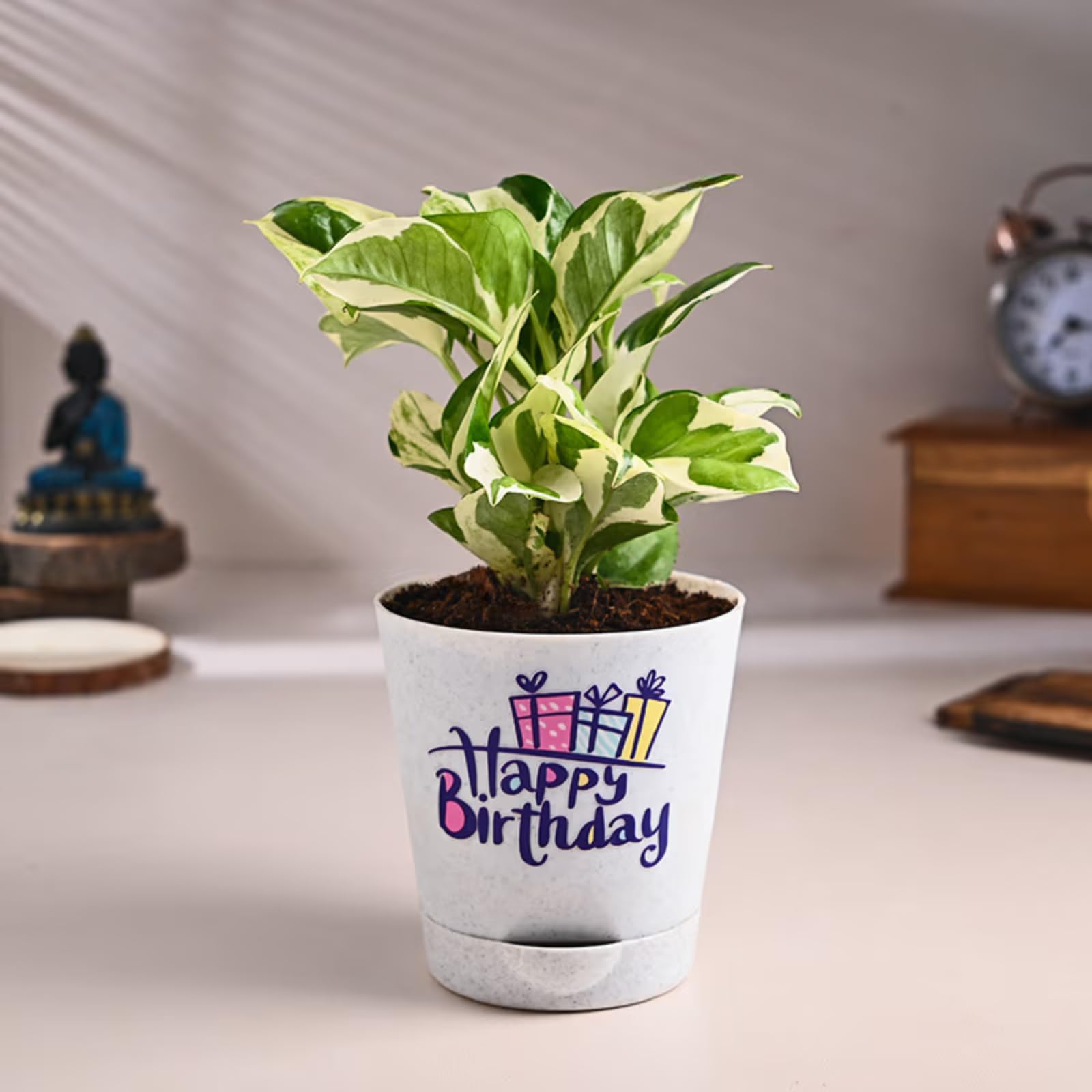 Live Syngonium Plant - Birthday Gift | Same Day Delivery -10
