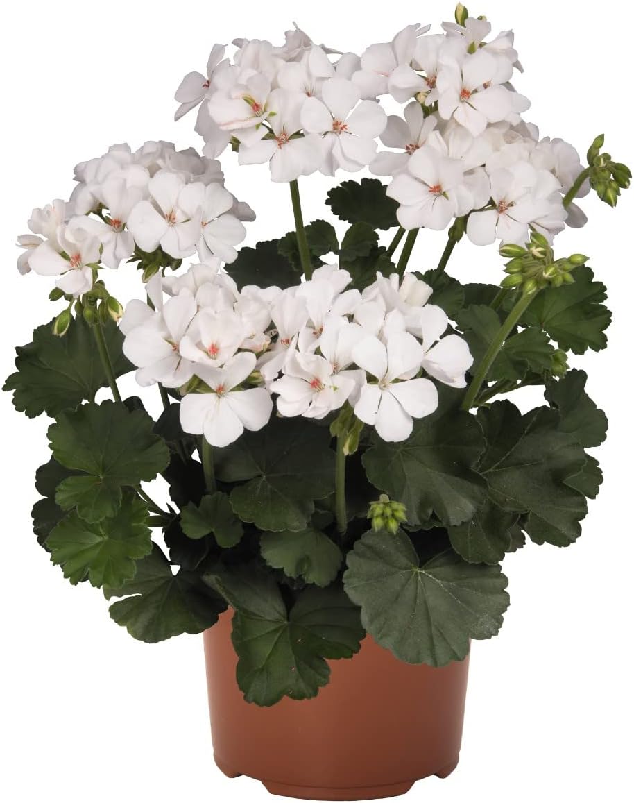 Geranio Color Blanco Premium DECOALIVE Planta Natural con Flores para Exterior e Interior Flores Blancas