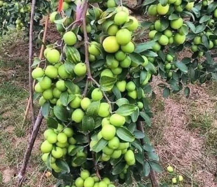 See full amazon price history chart for Market man,Original sweet thai green apple ber plant (GRAFTED) jujube fruit, kul plant. Market man,Original sweet thai green apple ber plant (GRAFTED) jujube fruit, kul plant. (B0CVFYWZBW) Amazon Price History, Amazon Price Tracker