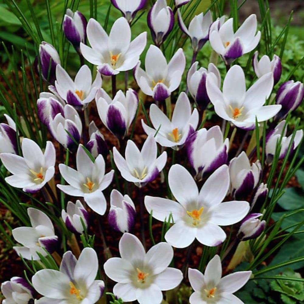 Lady Killer Snow Crocus - 10 Bulbs