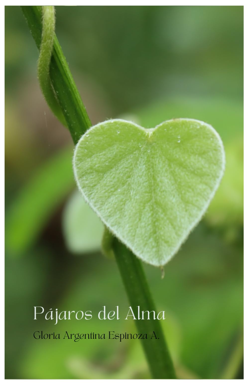 Pájaros del Alma