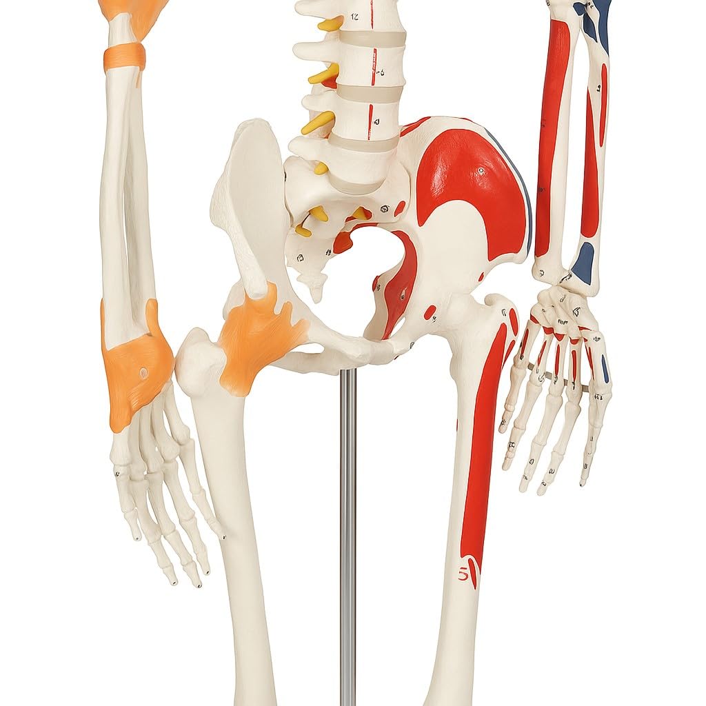 Menschliches Anatomie Skelett Lebensgroß mit Muskeln und Sehnen