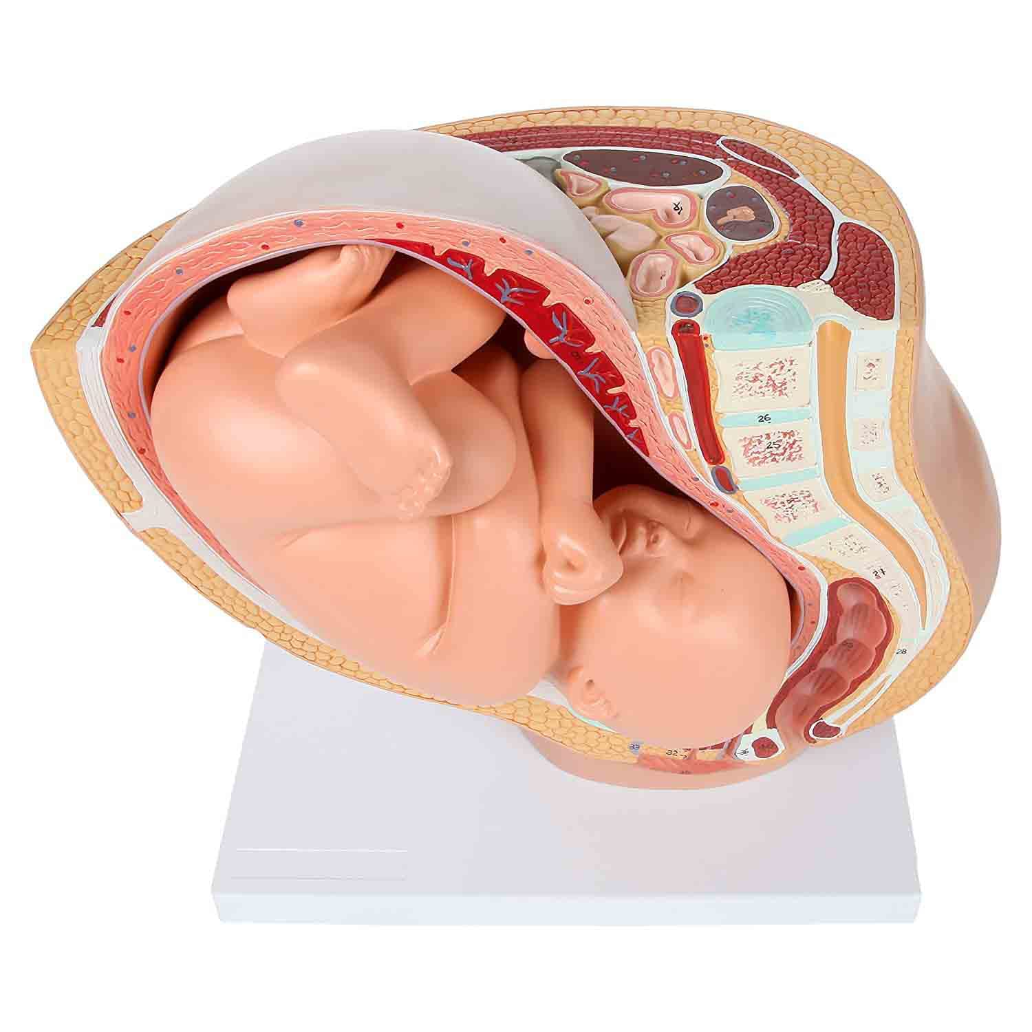 Xiaoxu Modelo anatómico de Pelvis para el Embarazo. Modelo didáctico para partería. Incluye un Modelo de feto a término extraíble, anatomía de la Placenta y más de 40 Puntos de Referencia anatómicos.