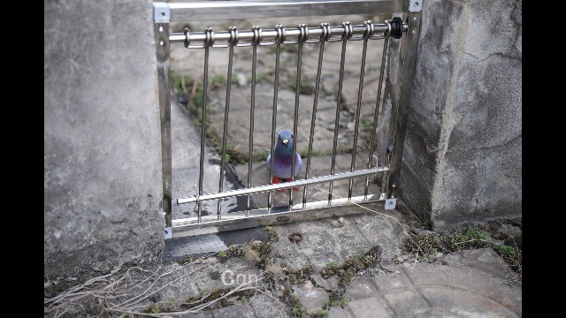 トップス pigeon KAWASAKI Genuine Fuel Tap Petcock NINJA ZX6 ZX600 ZZR600