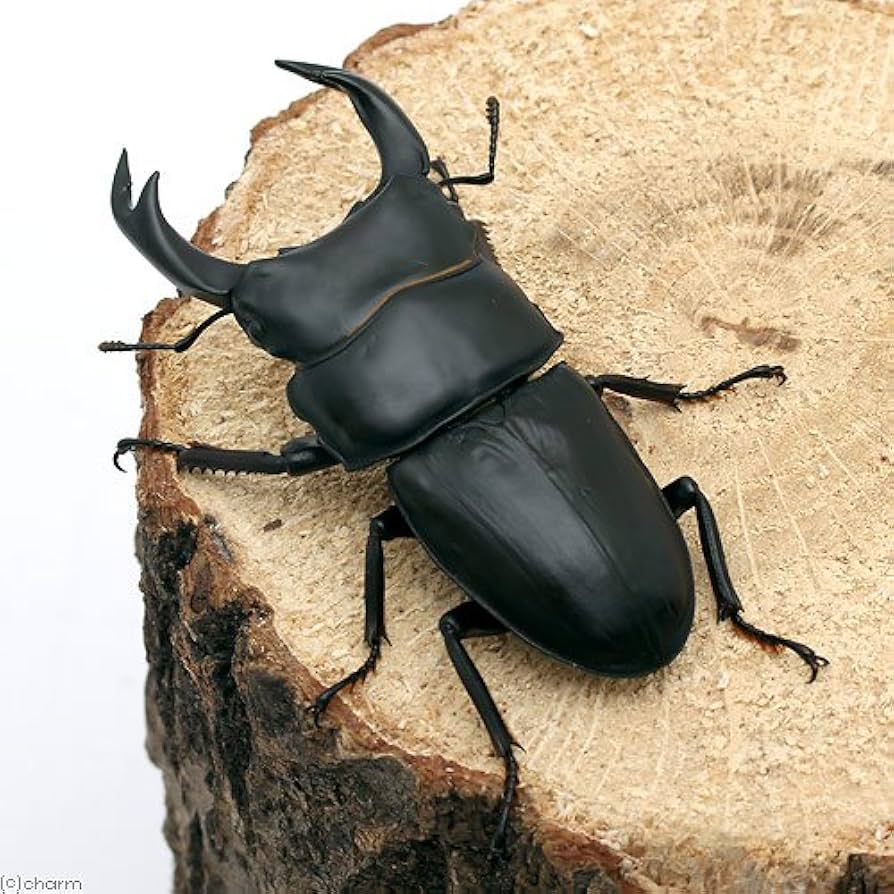 滋賀県産野外品オオクワガタ標本 特大 超貴重【野外採集品】滋賀県産オオクワガタ ペア標本