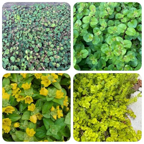 50 piezas Semillas de centella - Lysimachia nummularia - pequeño regalo para mujeres Semillas perennes resistentes al invierno que cubren el suelo - Regalos originales para tejados