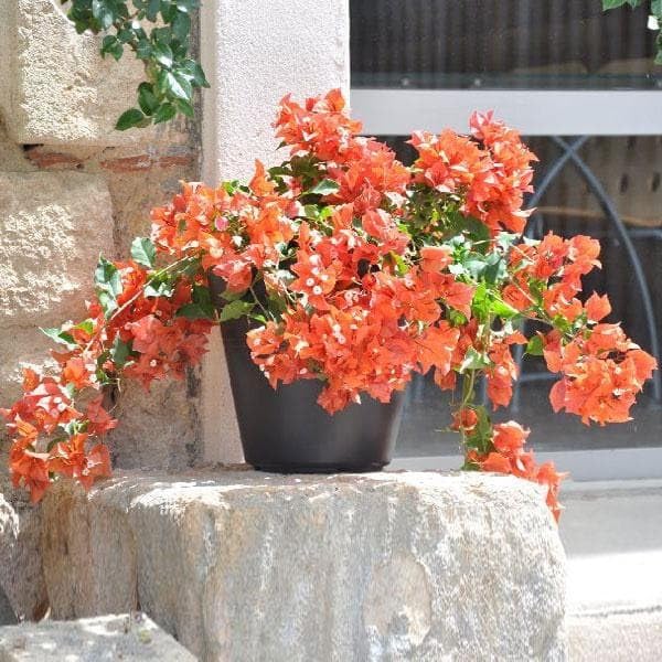 Mphmi Nursery Delhi NCR Plants Bougainvillea (Orange) - Plant (B0CHBGQV5B) Amazon Price History, Amazon Price Tracker