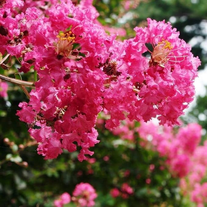 BeGrin Furush Pink Colour Live Plant Crepeflower ZZ Sawani Jarul Crepe Myrtle Lagerstroemia Indica Flower 1.5 ft (B0D1PGMRLB) Amazon Price History, Amazon Price Tracker