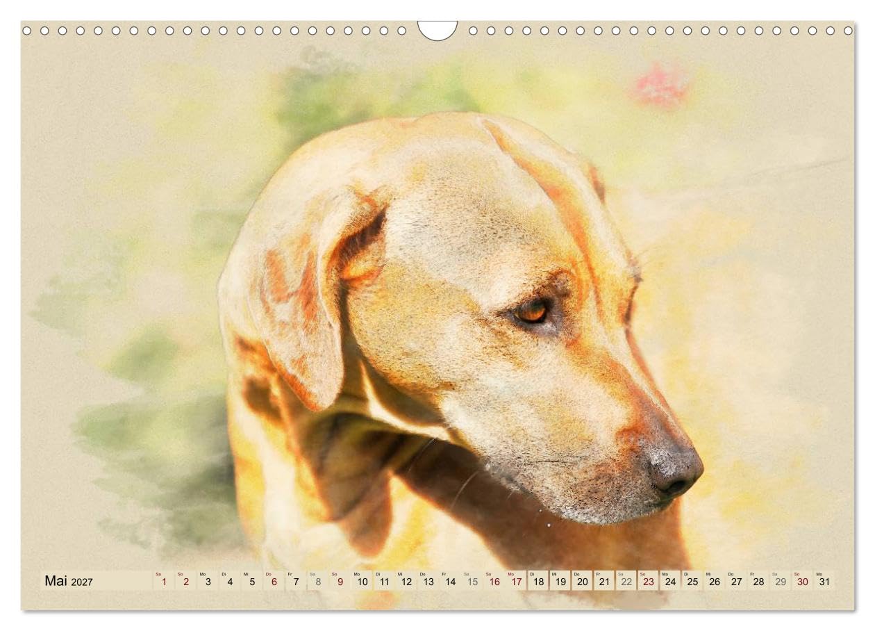 CALVENDO - Rhodesian Ridgeback 2027 (Wandkalender 2027 DIN A3 quer), Monatskalender: Zwölf wunderschöne, großformatige Bilder von Rhodesian Ridgebacks im einzigartigen Aquarell-Design, die wir mit Lie