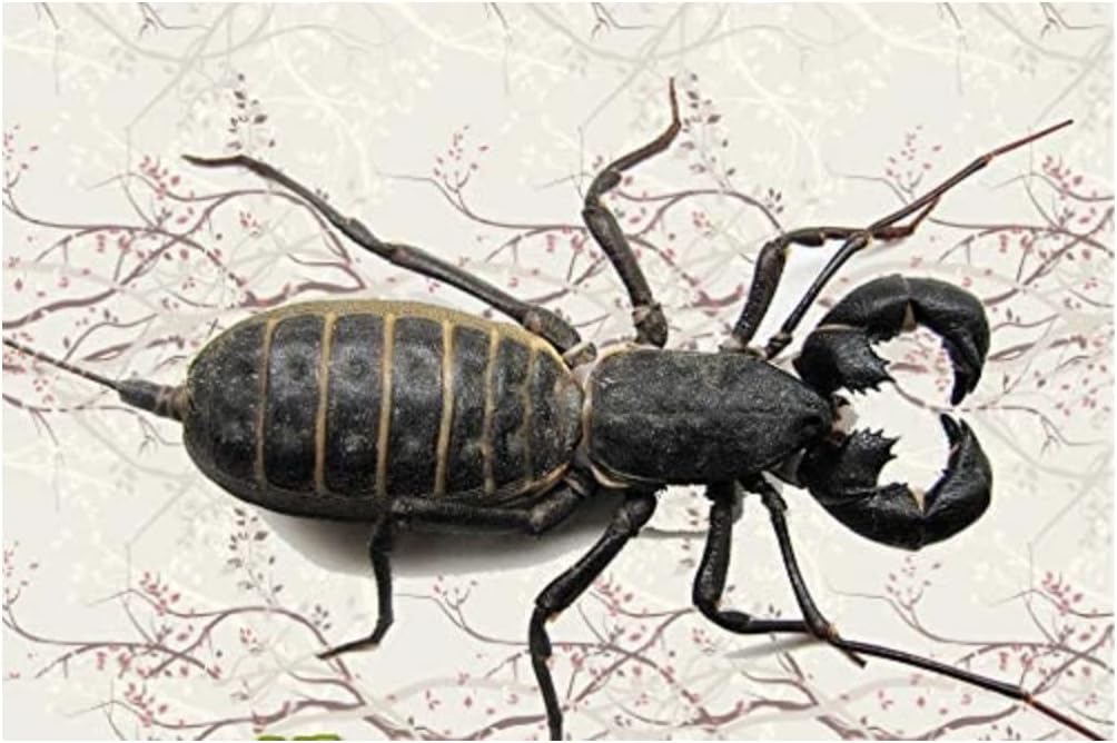 Live VinegaroonWhiptail Scropion