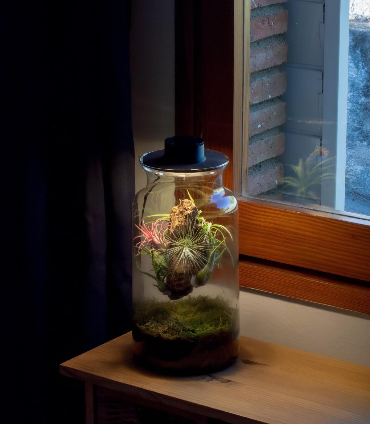 Jardin en Botella Eter - Terrario Plantas Vidrio Transparente Tapa con Foco LED | Kit Jardin en Botella Todo Incluido Plantas de Aire Naturales en Raiz de Olivo