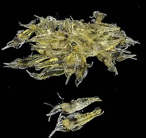 Lot De 10 Leurres Souples Crevettes HENGJIA - 4cm/1.5g Pour Pêche En Mer Et Rivière