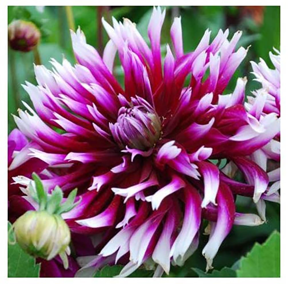 Alauna Clair-Obscur - Cactus Dahlia - 5 Gallon Size Bare Root Tuber Purple - Unique Purple Blooms for Spring Planting 2025 - Ideal for Gardens and Containers