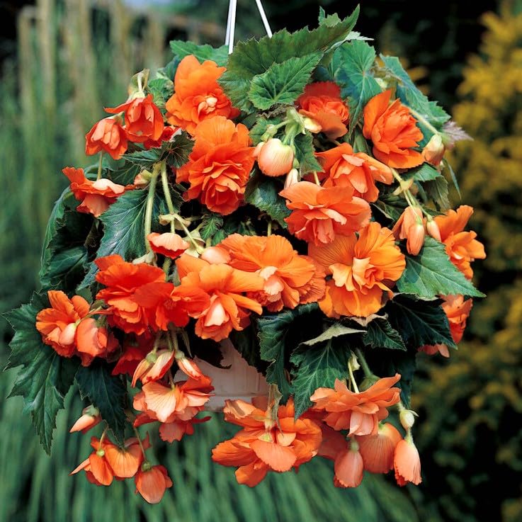 GrowZid Flower Bulbs Imported Hanging Begonia Beautiful Tuberous for this Season Home Gardening and Flowers in Your Garden pack of 1 Hanging Begonia Orange (B0CMTDS2RV) Amazon Price History, Amazon Price Tracker