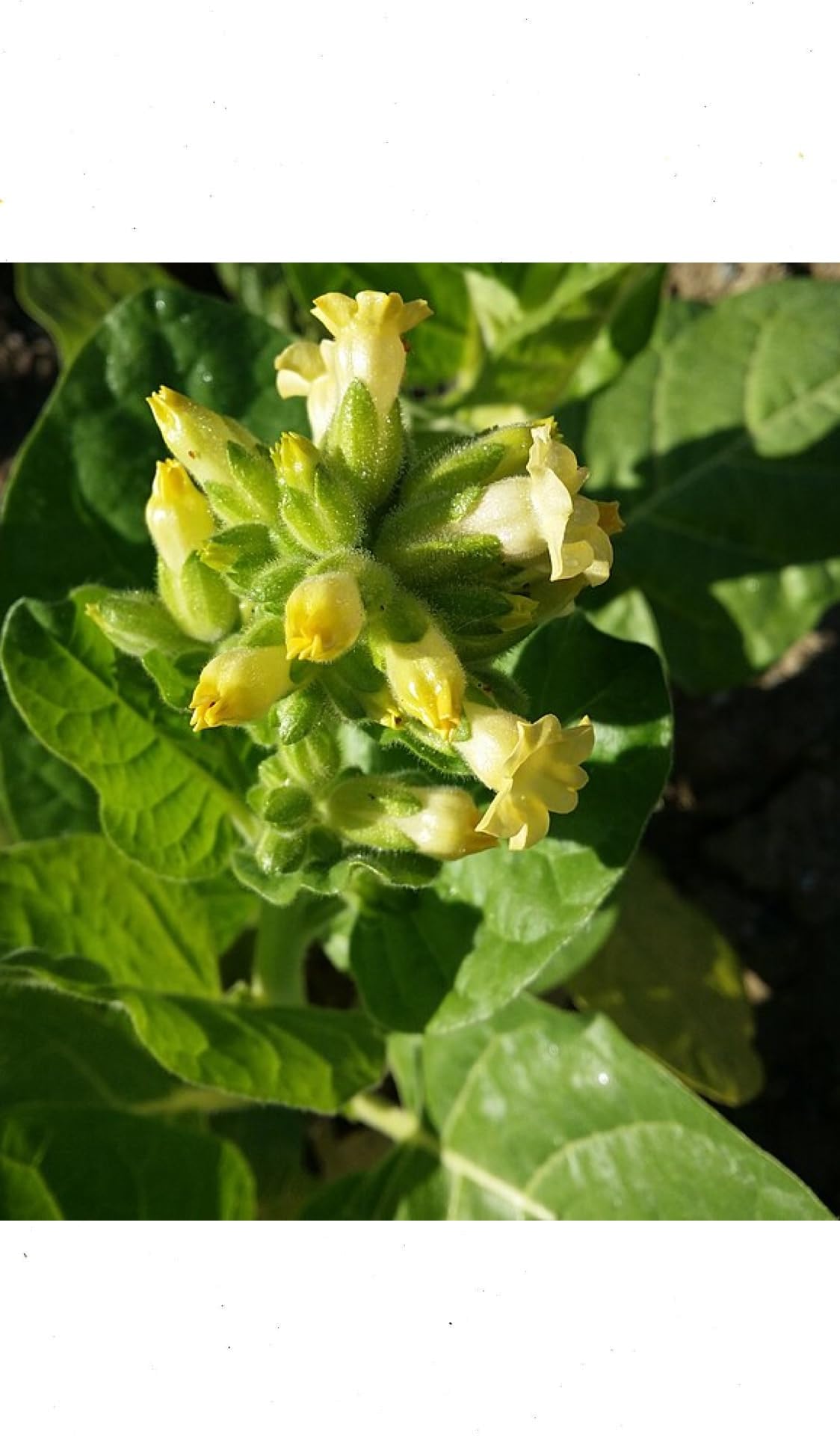 Nicotiana Rustica Seeds - 25 Seeds Pack | High Nicotine Tobacco Plant (Aztec Tobacco)| Heirloom Variety