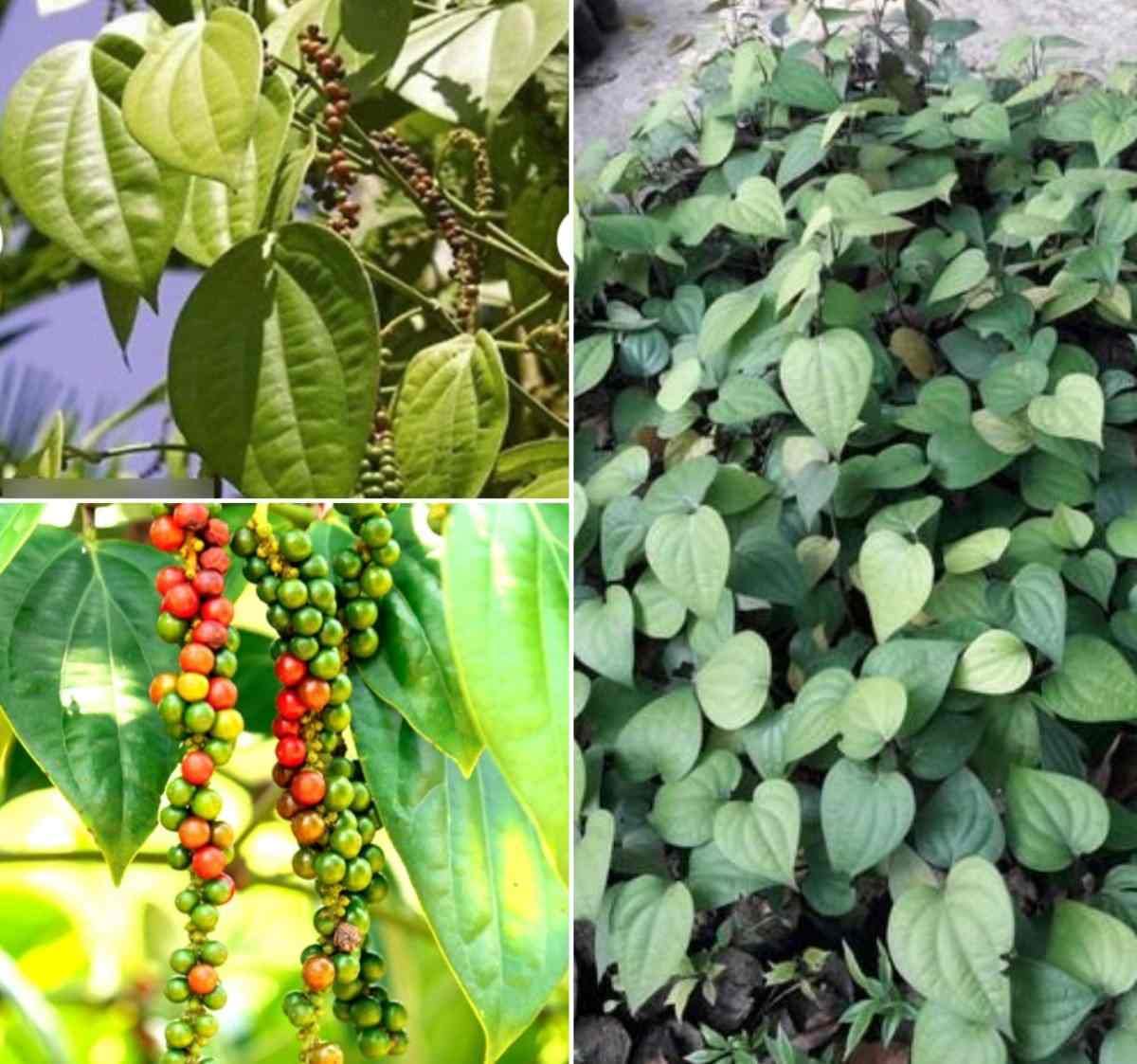 Green Horizon Black pepper plant pack of 2 (Size 1-1.5 Ft) (B0BXHK3ZWZ) Amazon Price History, Amazon Price Tracker
