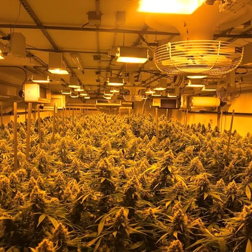 Play Flowerz by SirCorinth feat. Veli Sosa on Amazon Music