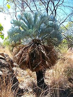TUre Seeds of Mixed Cycas Palm Seeds from sago Flowers Bonsai Flowers The 95% Sprouting Rate + Plant in Rare Home Garden 50 Pieces/Bag: Only Seeds