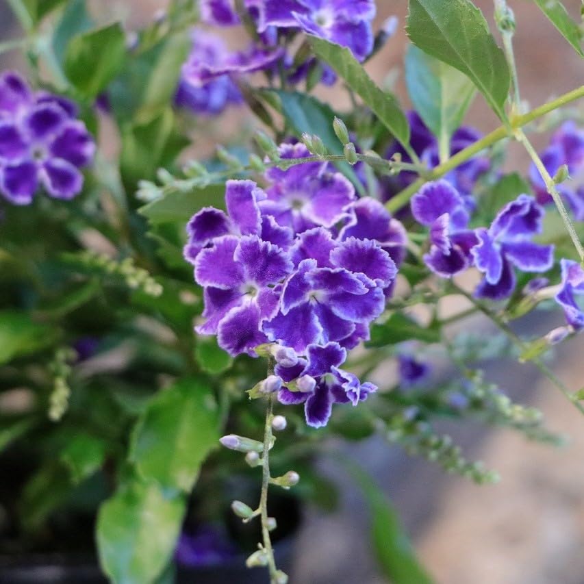 デュランタ宝塚⭐️挿し木【❸】根付き苗１本 デュランタ宝塚⭐️挿し木【➂】根付き苗1本