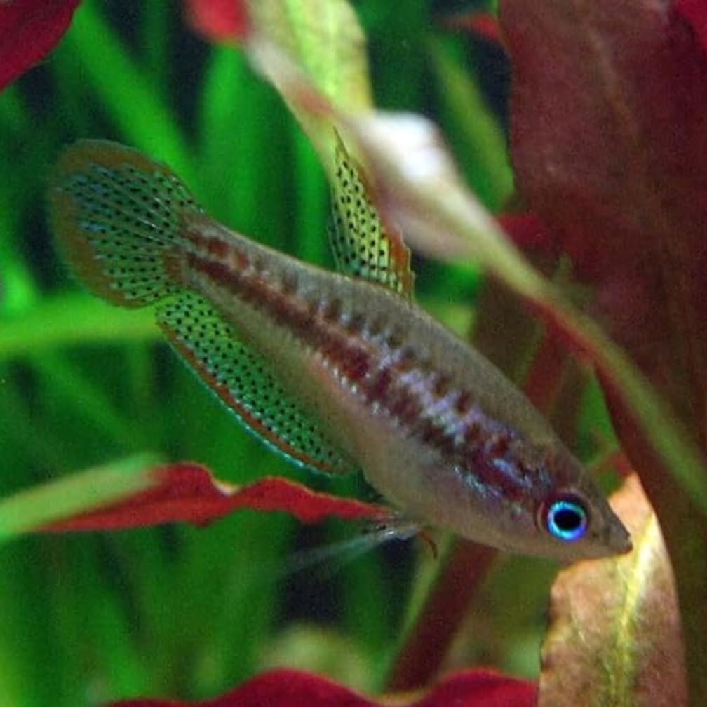 Sparkling Gourami (12 Fish Pack) - Live Fish for Aquarium - Exotic Freshwater Live Fish, Live Aquarium Fish, Live Fish, Live Freshwater Fish Freshwater Fish Live Buy Live Fish