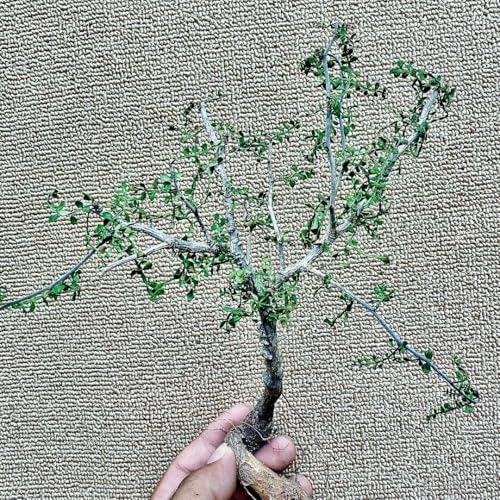 発根株　オペルクリカリア　まん丸　パキプス　検）グラキリス 現地球 IMG_2207.jpg