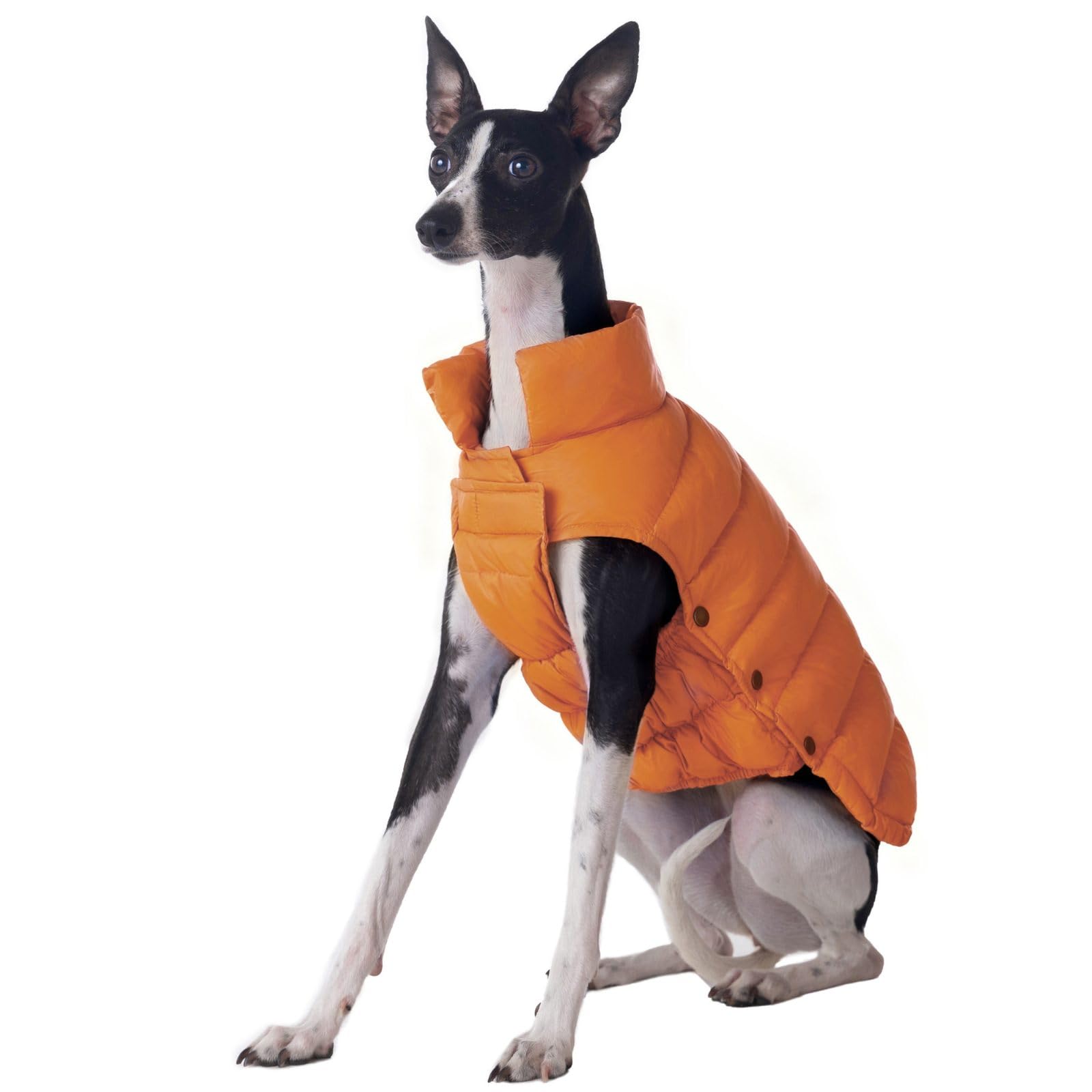 SPACE LION Dog Puffer Jacket
