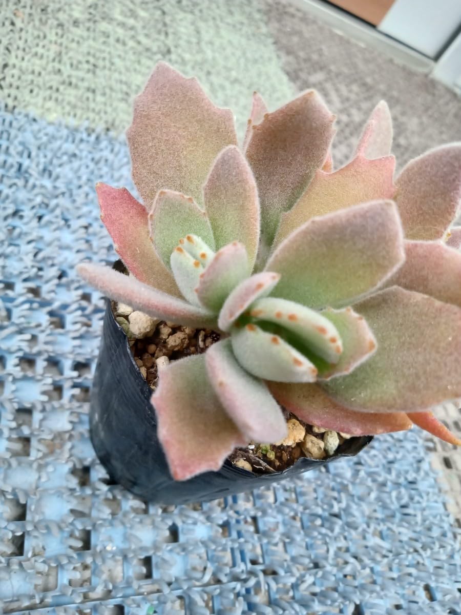 Amazon.co.jp: 多肉植物 月の光 抜き苗 カランコエ 兎シリーズ 7ハーフ