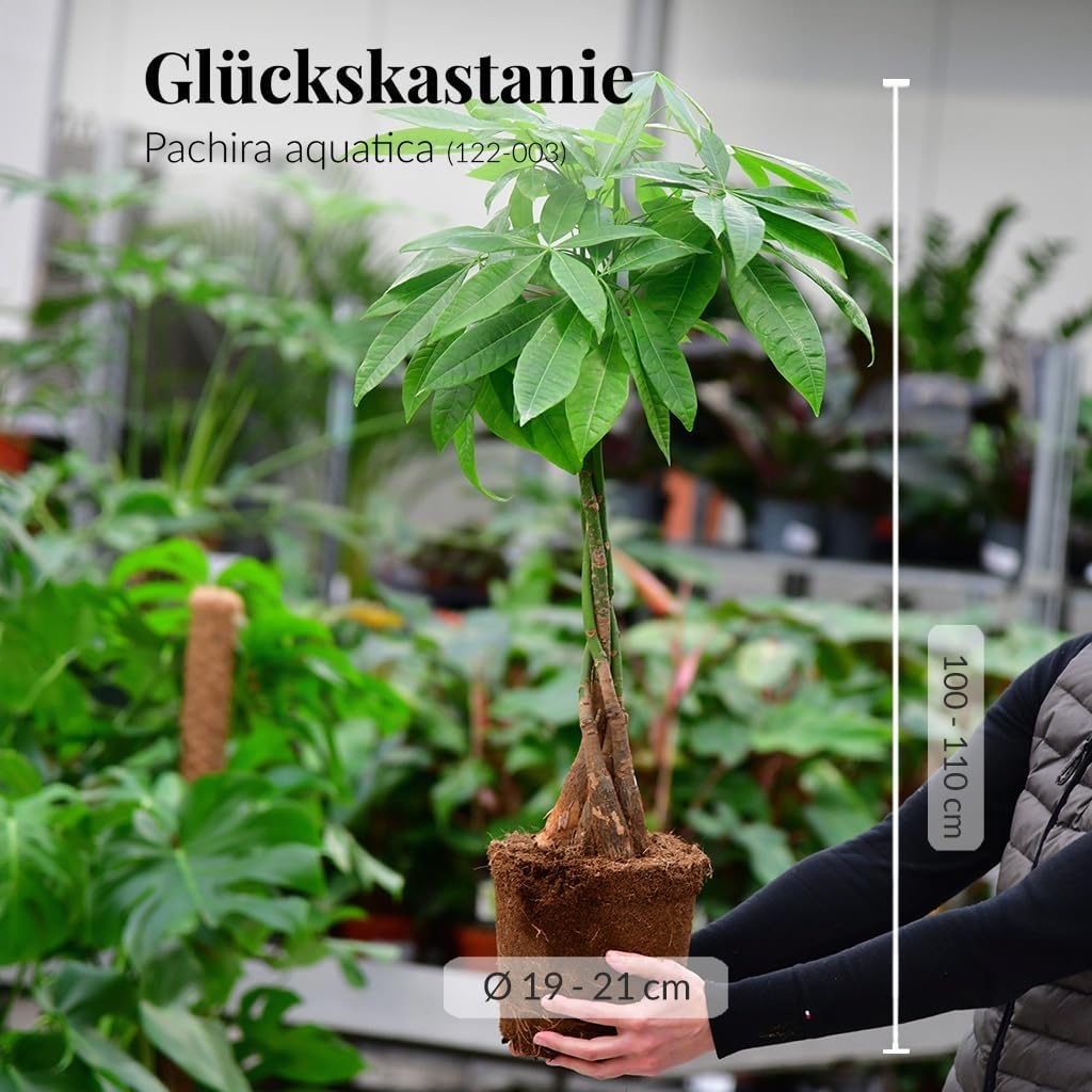 Glückskastanie mit Seegraskorb | 90–100 cm hoch | Pachira aquatica | Pflegeleichte Zimmerpflanze frisch aus der Gärtnerei | Ungiftig für Tiere | Dekopflanze mit geflochtenem Stamm | Green Me Up