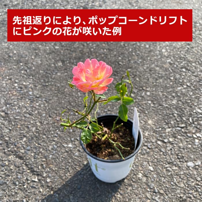 MINICON&ATドライブ　バラ(赤) Amazon.co.jp: ドリフトローズ 苗 レッドドリフト 9cmポット