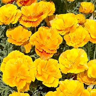 Californian Poppy Seeds UK 'Lady Marmalade' Eschscholzia californica Yellow Orange Blooms Hardy Annual Easy to Grow Outdoor Garden Flower Plants 1x Packet (Approx. 130 Seeds) by Thompson and Morgan