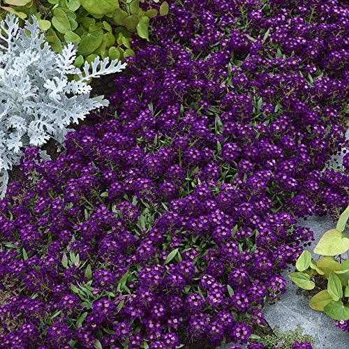 Outsidepride Oriental Nights Alyssum Seeds - 5000 Pcs Annual, Drought-Tolerant & Pollinator-Friendly Ground Cover Seeds w/Fragrant Honey Blooms for Low-Growing Xeriscaping & Outdoor Planting