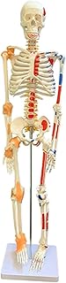 Study Model Educational Model Skeleton Model Human Anatomy with Body Muscles and Ligaments Movable Joints for Science Classroom Medical School Clinic Education Teaching Aid 85Cm,Medical Models SaiFei
