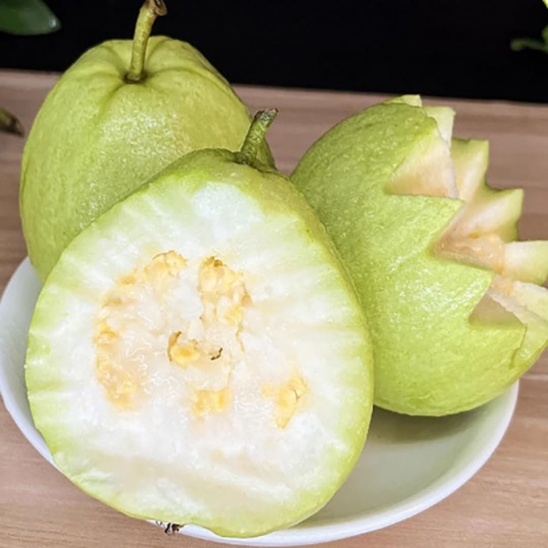 Amazon.com: Grafted Kilo 番石榴樹活植物,高2-3 英尺(約2-3 公尺)(約2