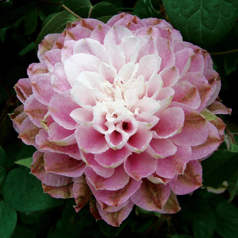 Clematis Dancing Smile Old Man's Beard Clematis Zodasmi Hardy Perennial Pale-Pink Double Flowers 1 x 2 Litre Pot by Thompson and Morgan