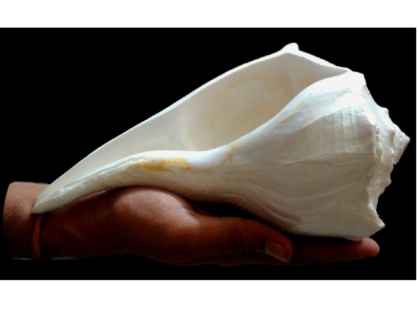 Big Dakshinavarti Shankh