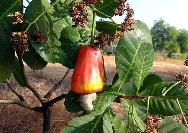 Golden Bloom Cashew Nut Tree Cashew Plant Kaju Plant Hybrid Air Layering Live Plant Height 1.5-2 FT (Anacardium Occidentale) Exotic Garden Plant(1 Healthy Live Plant) (B0CLLN6F73) Amazon Price History, Amazon Price Tracker
