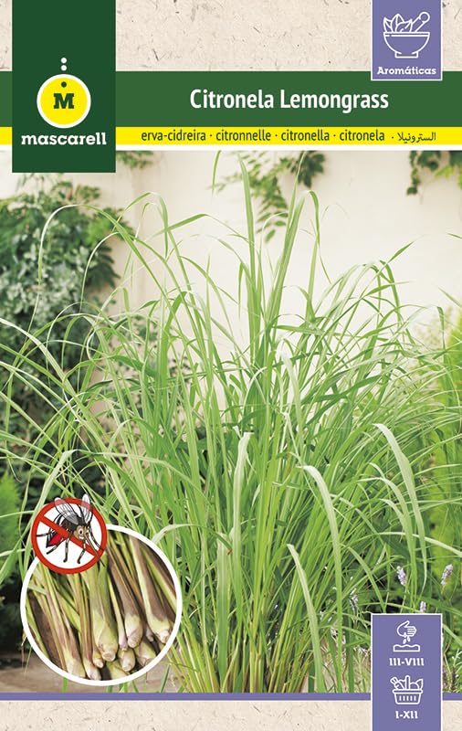 Mascarell Semillas, Citronela (Lemongrass), Semillas para Huerto, Jardín o Macetas, Planta Repelente Natural de Insectos, Planta Protectora de Plagas, Sobre 0,1 Gramos