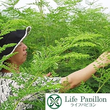 Amazon.co.jp: モリンガ 種 栽培マニュアル付き 約30粒 10g