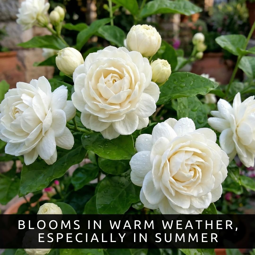ジャスミン様確認ページ Amazon.com : Jasmine Seeds (20 Seeds) – Fragrant White Jasmine