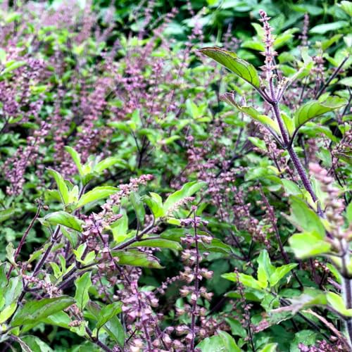 Image of Organic Tulsi Live Plant in Black Plastic Pot Holy Basil Ayurvedic Medicinal Herb Sacred Home Garden Air Purifying Religious Plant