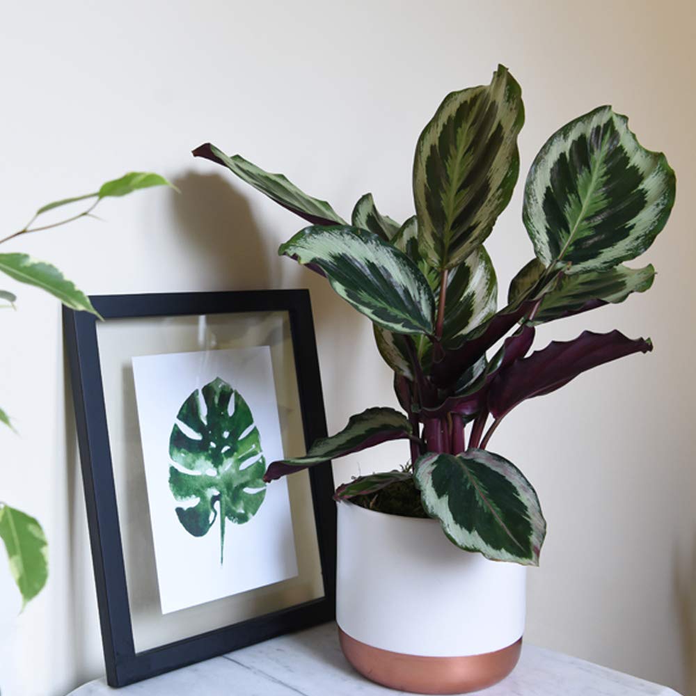 Calatheas Roseopicta House Plant Tender Perennial House Plants Easy to Grow Your Own 1x 12cm Potted Plant by Thompson and Morgan