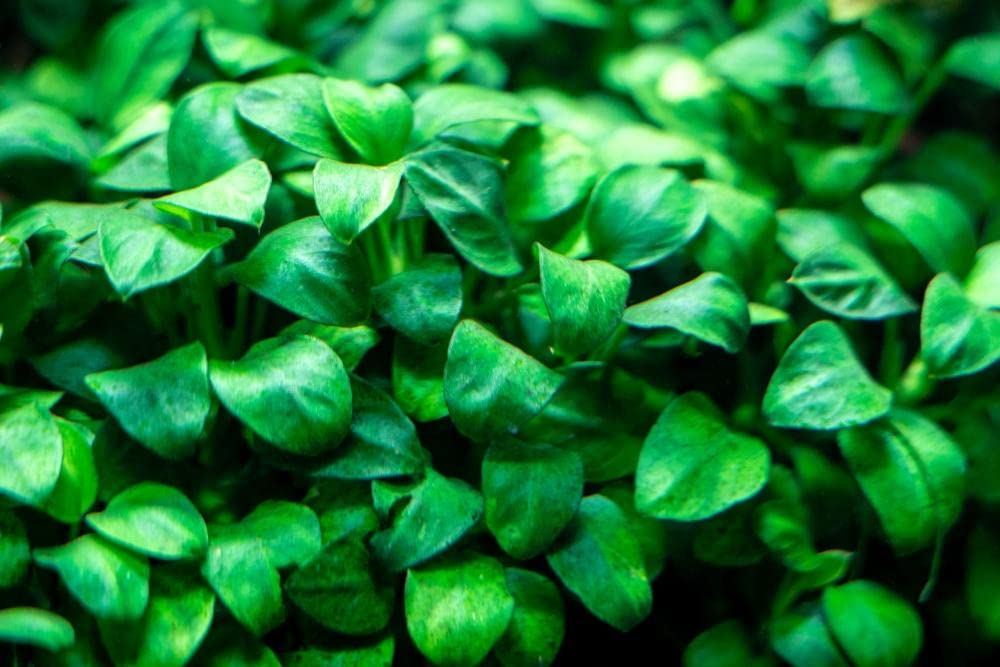 Maalavya Live Aquarium Aquatic Plant (Anubias Nana Petite) 3 to 5 Leaves with Pot (Pack of 2) (B09XBL9NVB) Amazon Price History, Amazon Price Tracker