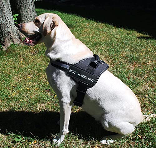 Image of 24x7 eMall Dog Harness Dog Not Gonna Bite Vest Loop Straps and Handle and Adjustable (XL- 28-38 Inch Girth)