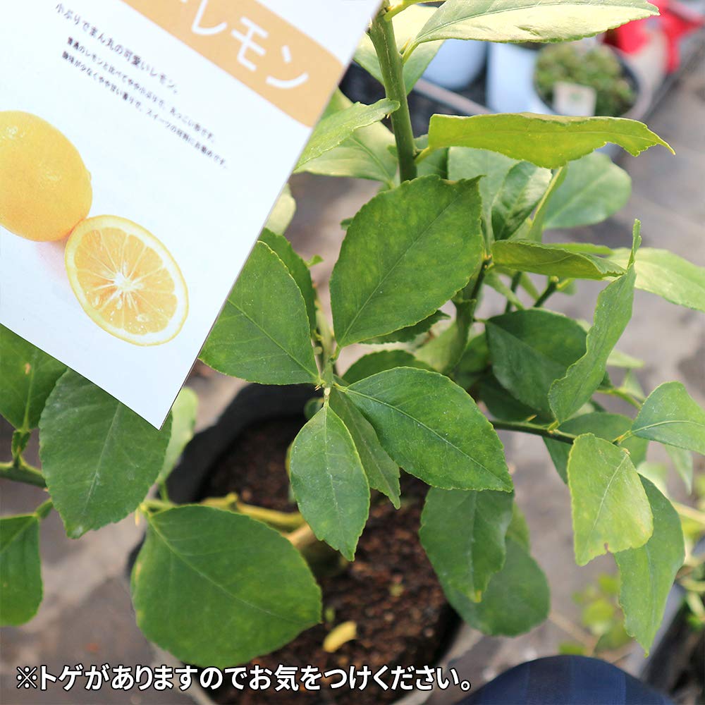Amazon.co.jp: ITANSE 早成り大実レモン(マイヤーレモン)の苗木