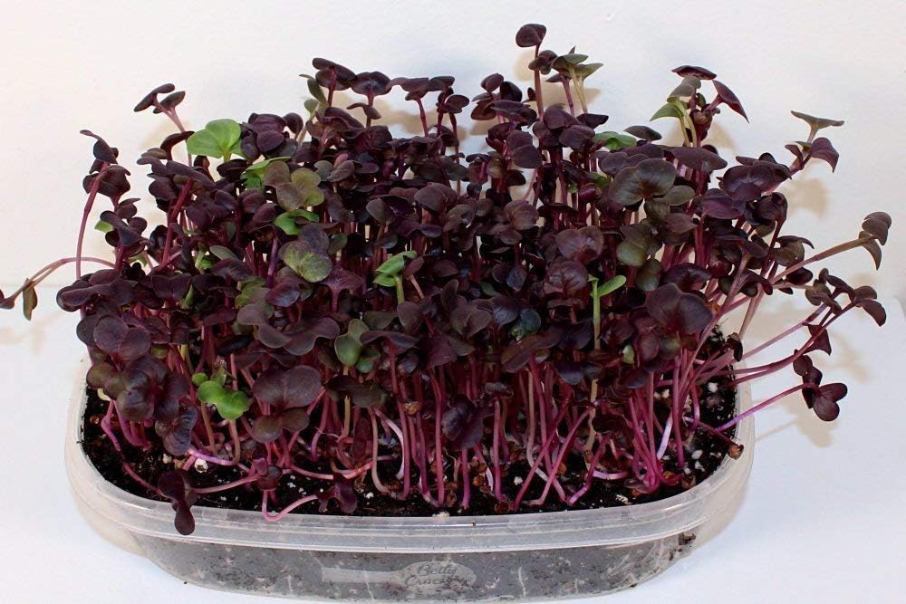 Radishing microgreen Assortment Pack - (2 oz Red Radish Sprouting Seed, 2 oz Daikon Radish Sprouting Seed and 2 oz Rambo Radish Sprouting Seed). Country Creek Brand. Seeds for Microgreens