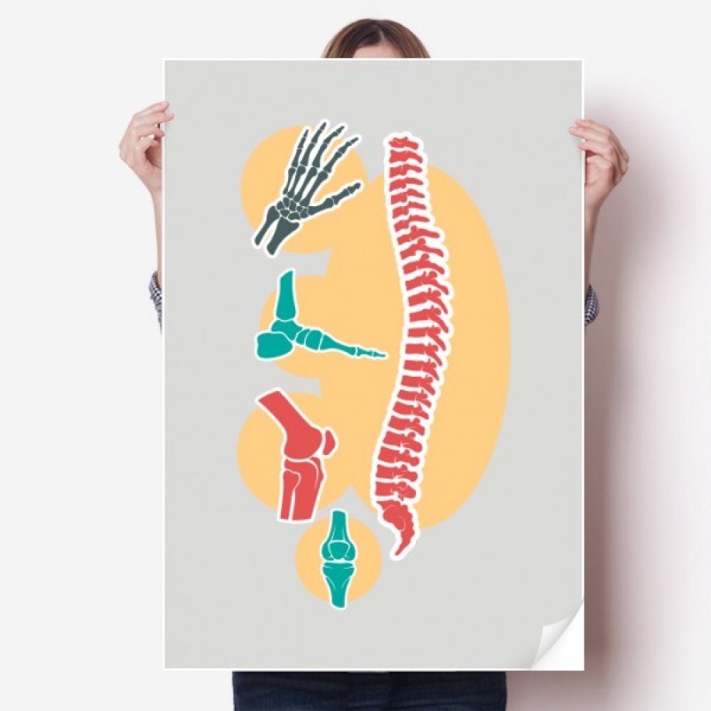 Autocollant Colonne vertébrale Squelette Poster Vinyle Mural 80x55