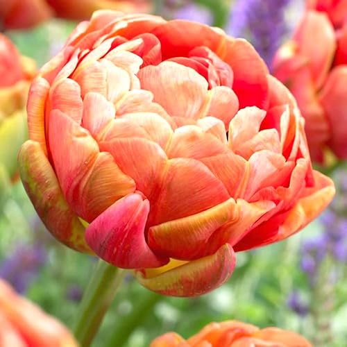 Miniatura 5 de Mezcla de bulbos de tulipán dobles para plantar en otoño plantar a granel en interiores 15 bombillas grandes plantación de otoño y floración de